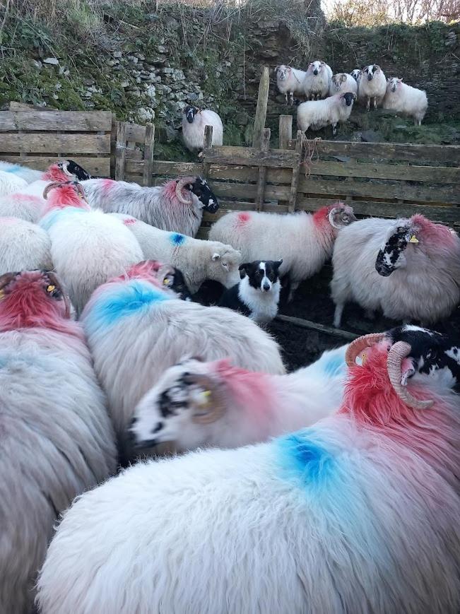 Farm stay Gleann Loic Dingle
